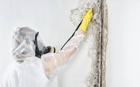 Best Residential Mold Inspection & Testing in Haubstadt, IN